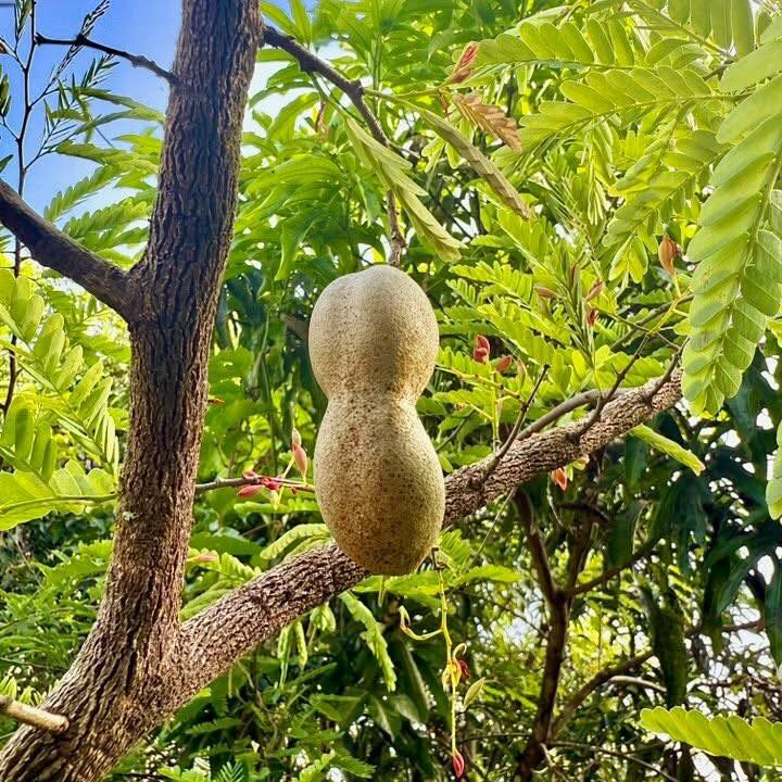 514357859_1350575550407476_2565660532563858952_n