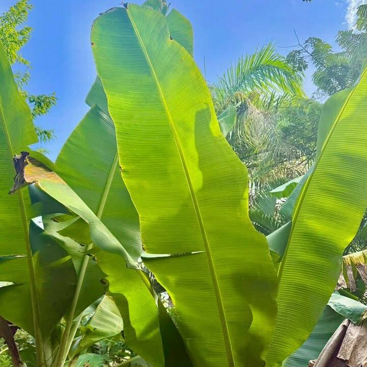 515042273_1350575880407443_1252185873960059638_n