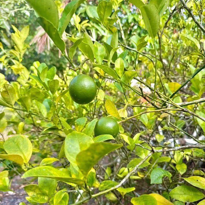 518269116_1350575823740782_3034649676817909622_n