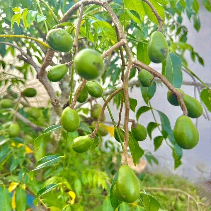 518382851_1350574993740865_5890620201830420098_n