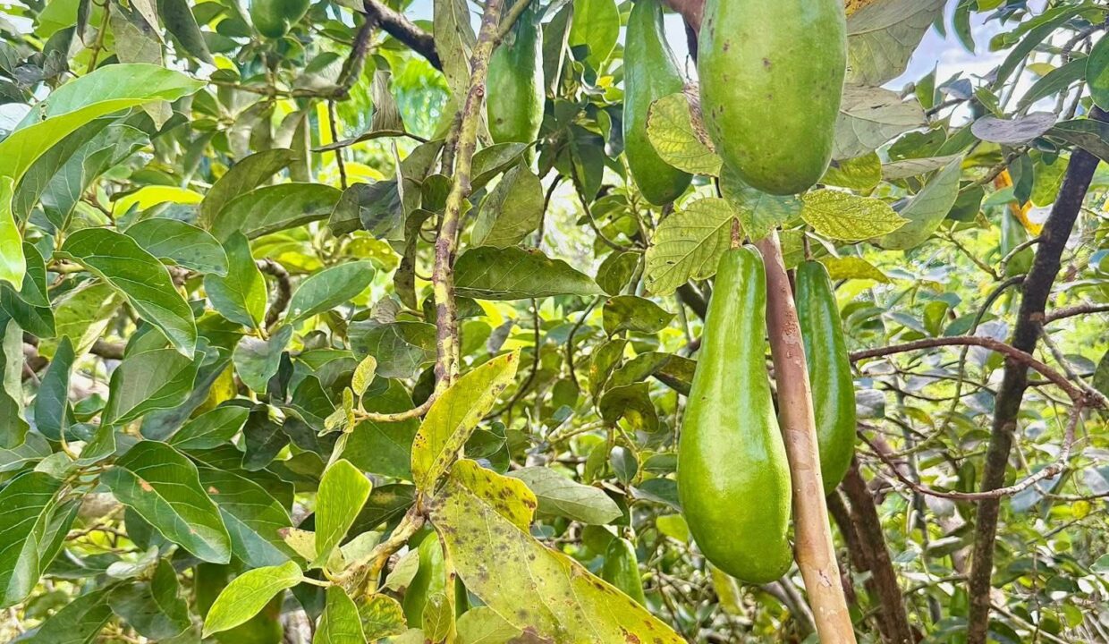 518396251_1350577593740605_1654495575021654273_n